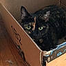 cat, tortoiseshell, cardboard_box, pet, indoor, wooden_floor, animal, curious, feline, household, cozy, box, looking, sitting, domestic_cat, container, floor, home, resting, cute