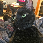 October is registered to the contest to win money with this photo: cat, tortoiseshell, green_eyes, close_up, pet, feline, whiskers, indoor, blanket, cozy, fur, relaxed, domestic_animal, living_room, soft_texture, curious, animal_face, cute, home, comfort