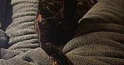 October joined the competition — help win amazing prizes! animal, blanket, cat, comfortable, cozy, feline, furniture, home, indoor, paw, pet, quiet, relaxing, resting, shadow, soft, texture, tortoiseshell, warm_lighting, wooden_floor