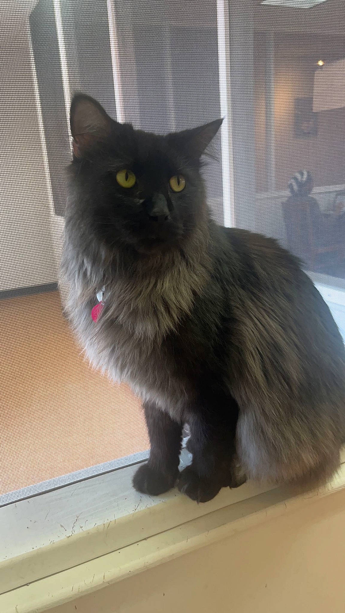 Drogo joined the competition — help win amazing prizes! black_cat, british_longhair, carnivore, cat, claw, domestic_short_haired_cat, felidae, flooring, fur, grey, paw, small_to_medium_sized_cats, snout, tail, terrestrial_animal, whiskers