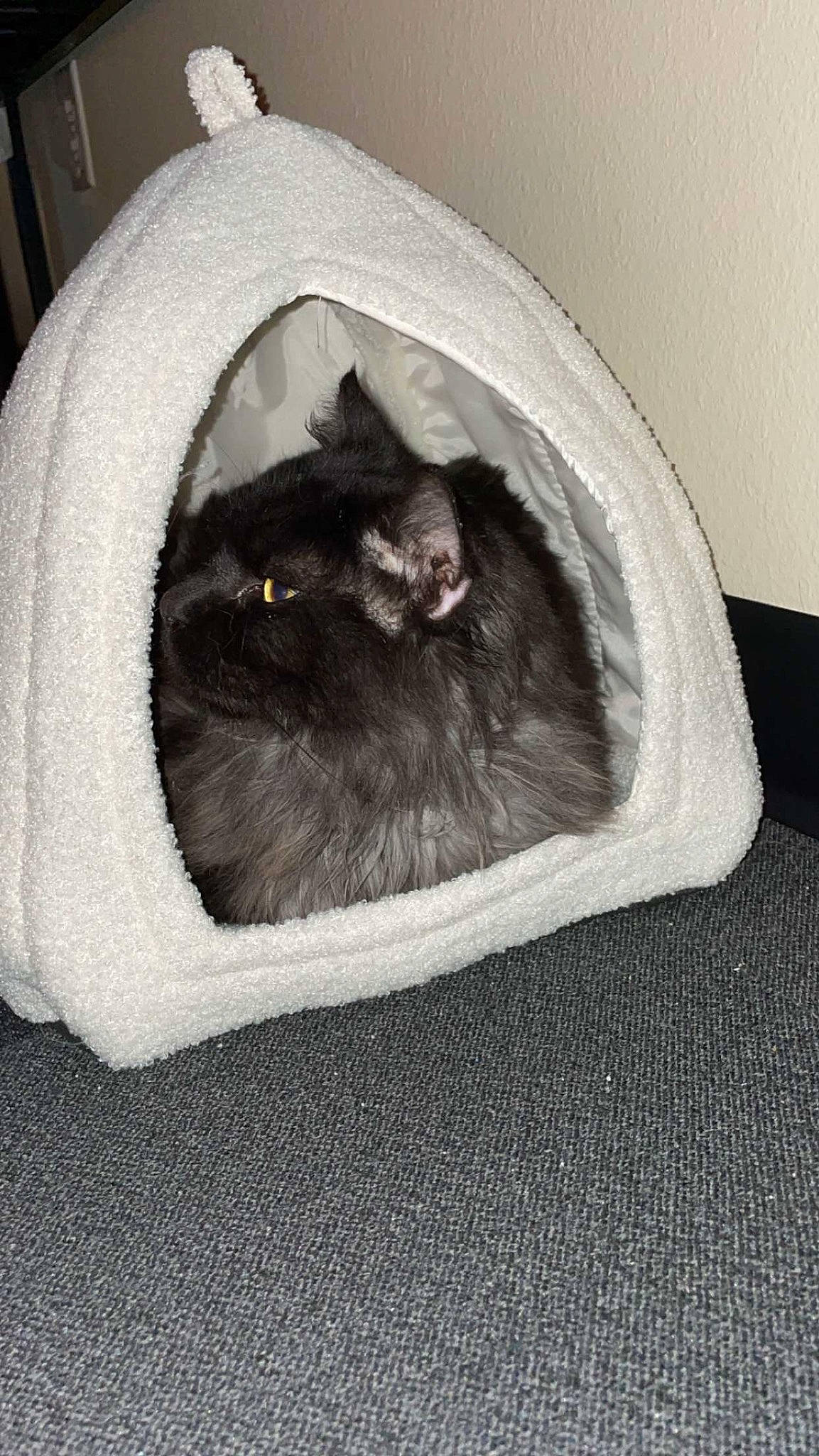 Drogo is registered to the contest to win money with this photo: automotive_tire, bag, black_cat, box, carnivore, cat, cat_bed, cat_supply, comfort, domestic_short_haired_cat, felidae, fur, grey, monochrome, monochrome_photography, small_to_medium_sized_cats, snout, table, tail, whiskers