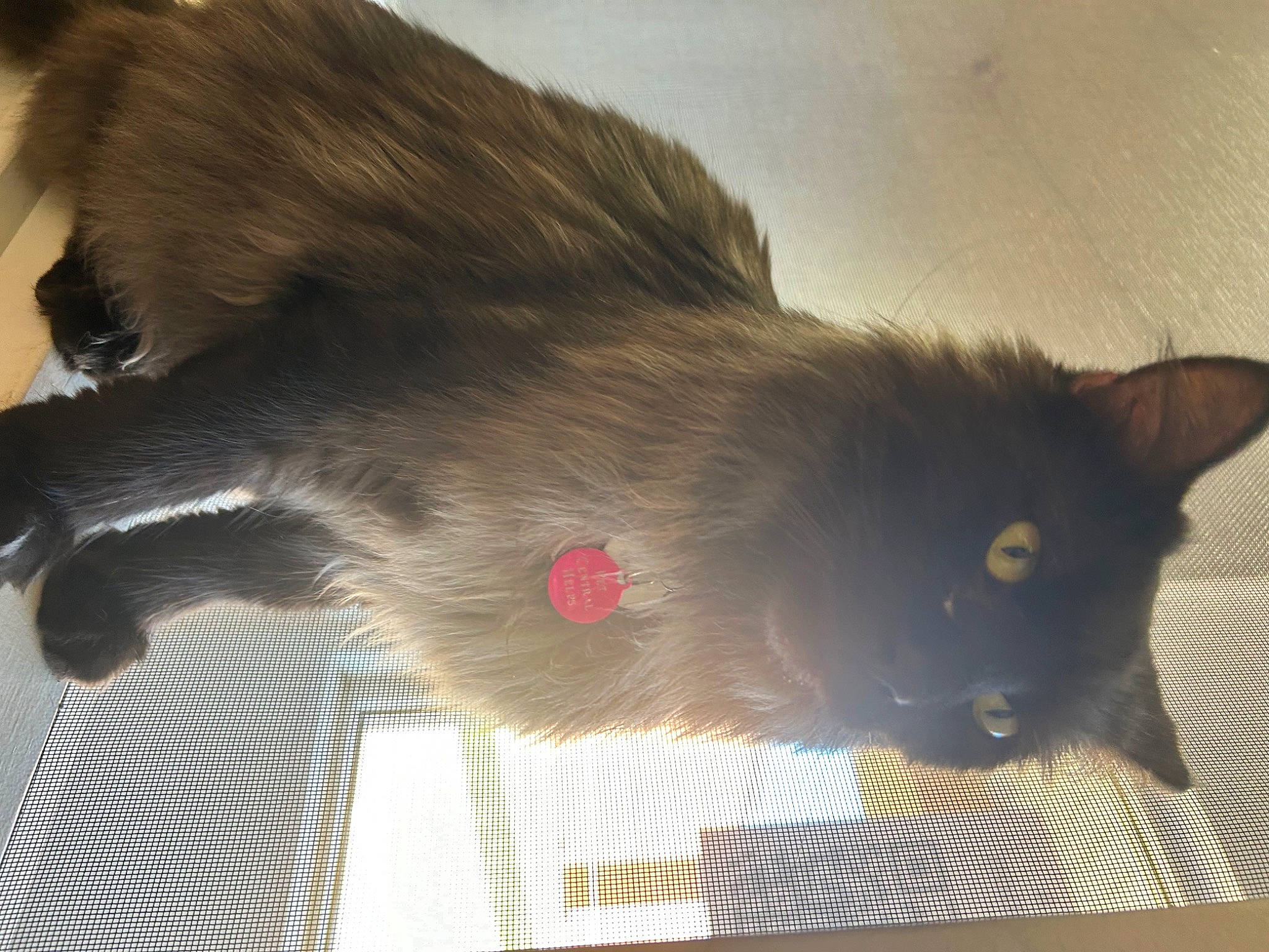 Drogo joined the competition — help win amazing prizes! balinese, black_cat, bombay, carnivore, cat, claw, dog_breed, domestic_short_haired_cat, fawn, felidae, fur, paw, siamese, small_to_medium_sized_cats, snout, tail, thai, whiskers