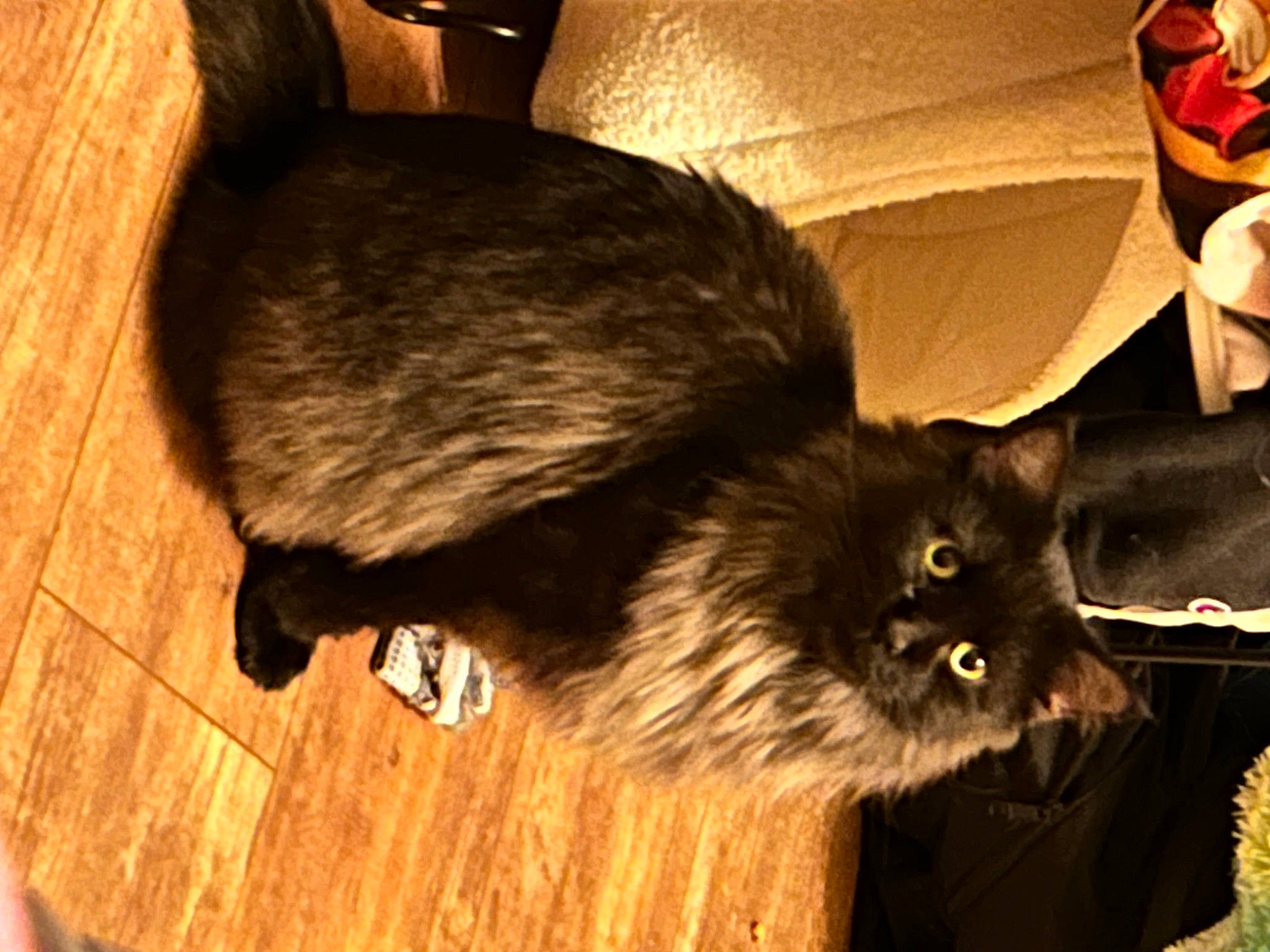 Drogo joined the competition — help win amazing prizes! black_cat, box, cardboard, carnivore, cat, claw, comfort, domestic_short_haired_cat, felidae, fur, hardwood, metal, small_to_medium_sized_cats, snout, tail, terrestrial_animal, whiskers, wood