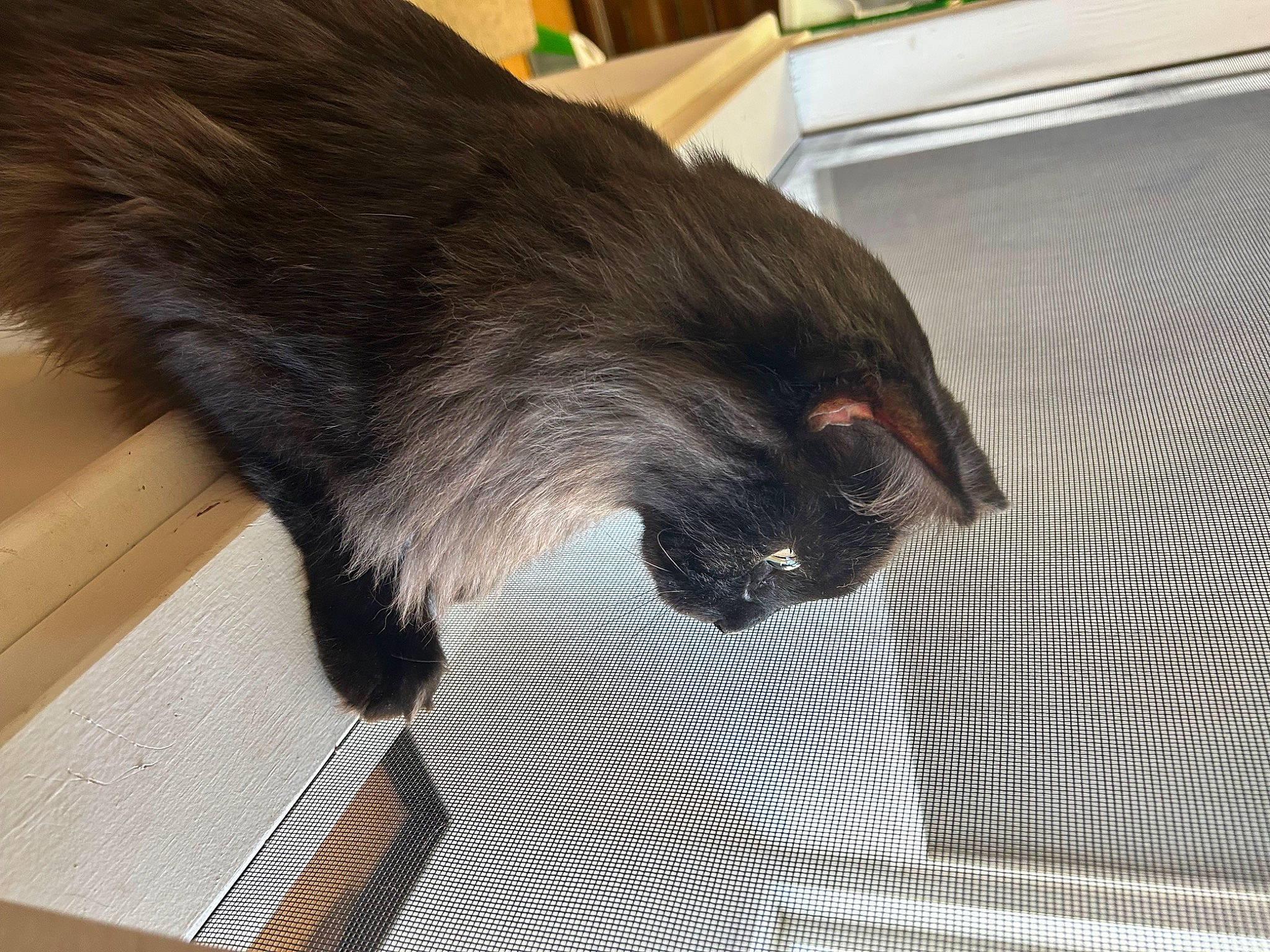 Drogo joined the competition — help win amazing prizes! black_cat, bombay, carnivore, cat, claw, comfort, dog_breed, domestic_short_haired_cat, felidae, flooring, fur, hardwood, liver, mammal, pet_supply, small_to_medium_sized_cats, snout, tail, terrestrial_animal, whiskers