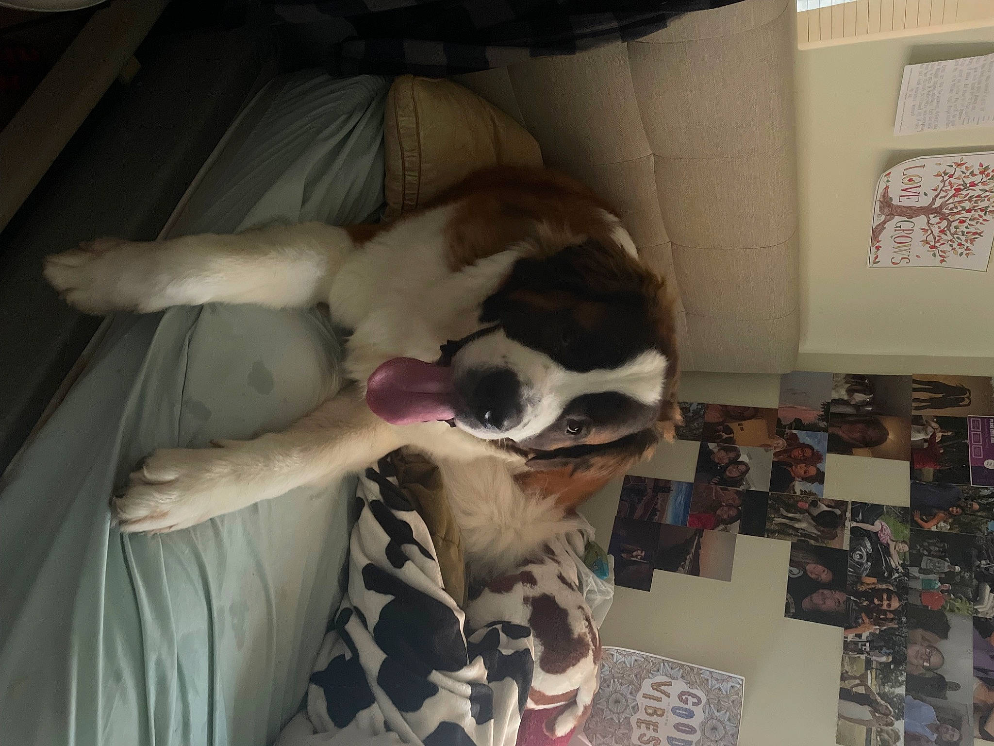 Quill is registered to the contest to win money with this photo: canidae, carnivore, comfort, companion_dog, dog, dog_breed, fang, fawn, felidae, fur, non_sporting_group, small_to_medium_sized_cats, sporting_group, whiskers, working_animal