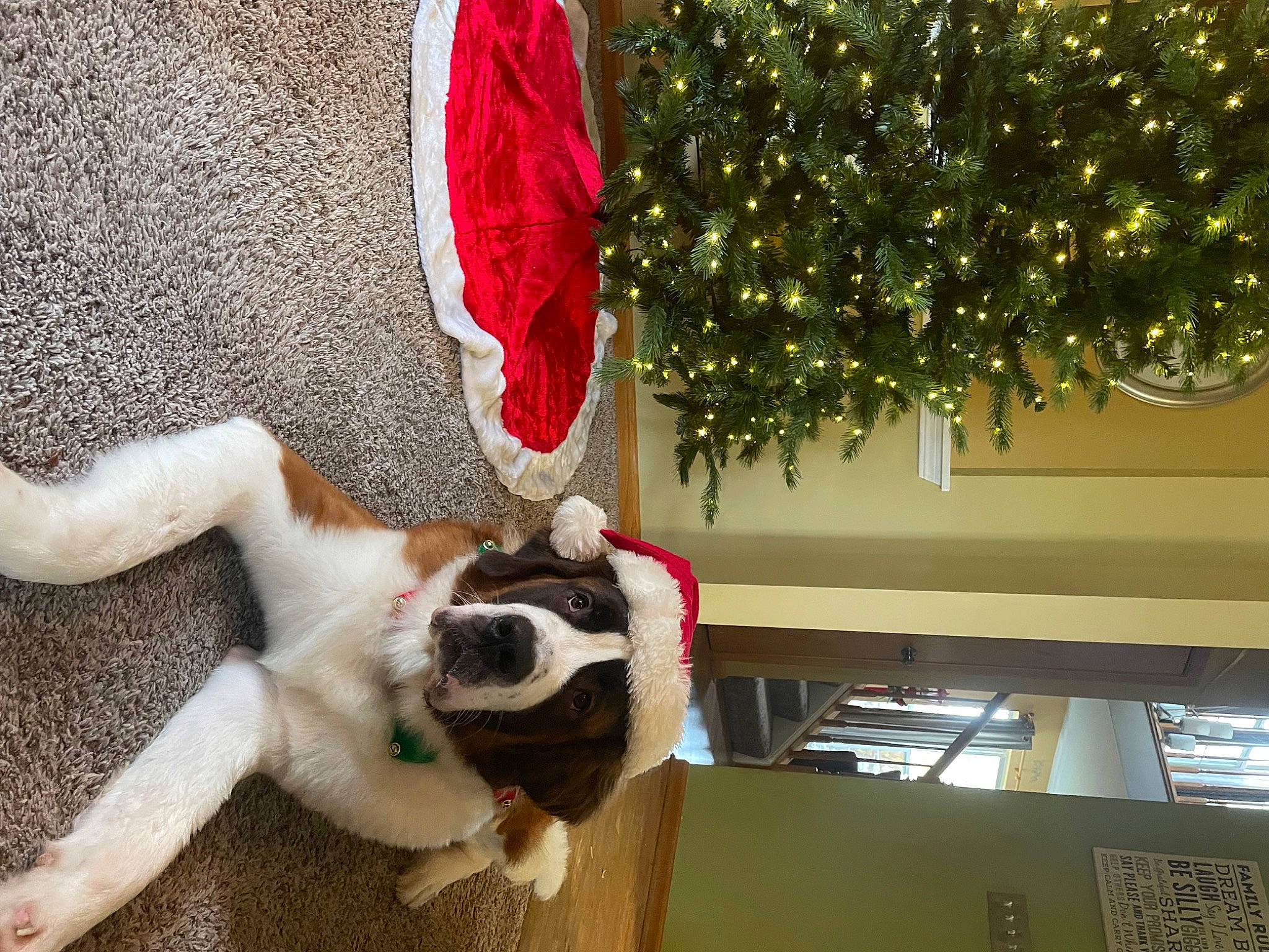 Quill is registered to the contest to win money with this photo: carnivore, christmas, christmas_decoration, christmas_ornament, christmas_tree, companion_dog, dog, dog_breed, event, fawn, felidae, holiday, holiday_ornament, human_leg, ornament, plant, small_to_medium_sized_cats, tail, tree, window