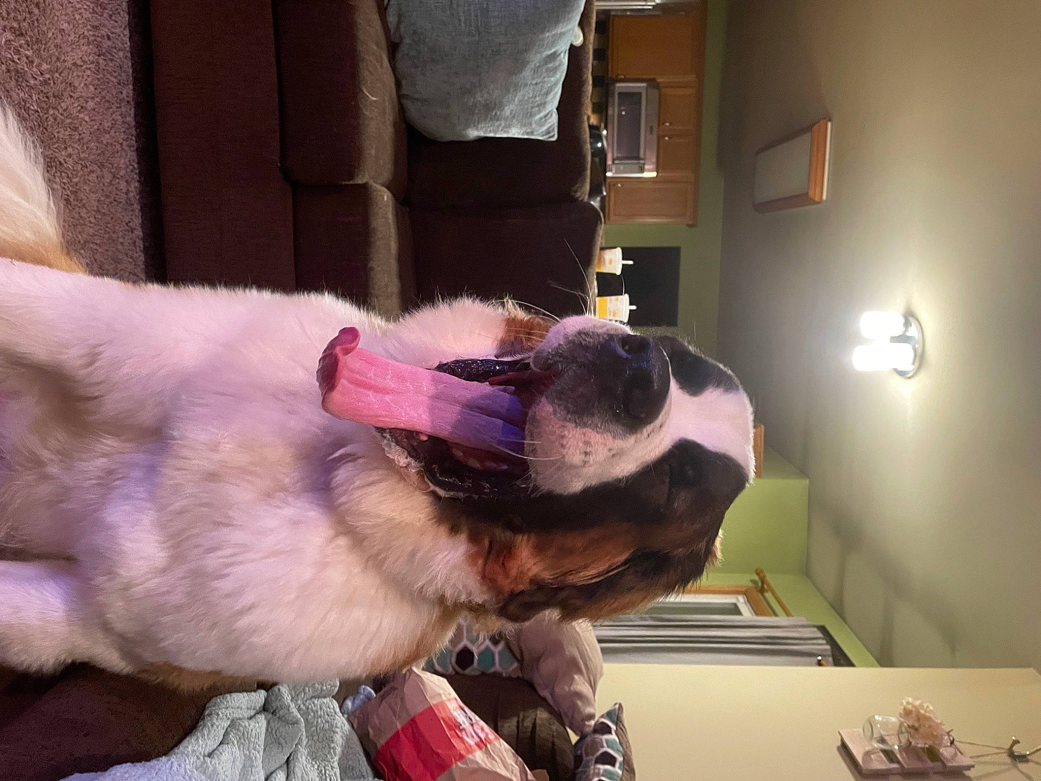 Quill is registered to the contest to win money with this photo: canidae, carnivore, collar, comfort, companion_dog, dog, dog_breed, ear, fawn, fur, non_sporting_group, picture_frame, snout, sporting_group, tail, whiskers, working_animal