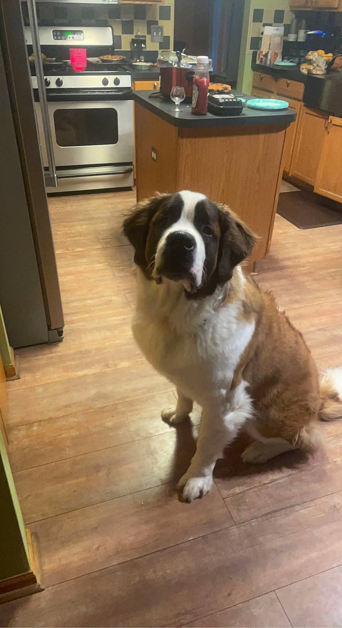 Quill is registered to the contest to win money with this photo: cabinetry, carnivore, chair, companion_dog, cooktop, dog, floor, flooring, gas_stove, gun_dog, hardwood, home_appliance, kitchen_appliance, kitchen_stove, major_appliance, stove, wood, wood_flooring, wood_stain, working_animal