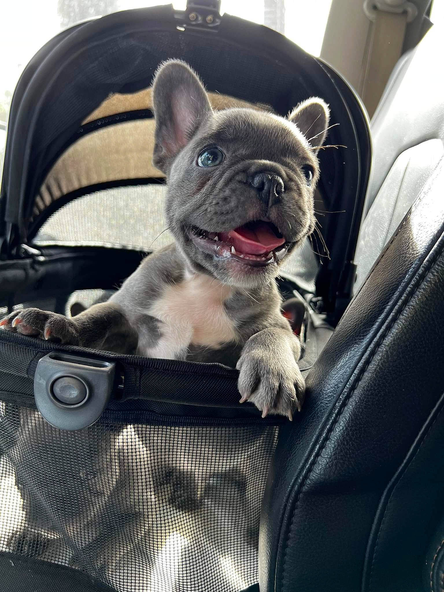 Cooper is registered to the contest to win money with this photo: auto_part, bag, canidae, car_seat, carnivore, collar, comfort, companion_dog, dog, dog_breed, fashion_accessory, fawn, felidae, luggage_and_bags, motor_vehicle, snout, sporting_group, toy_dog, whiskers, working_animal