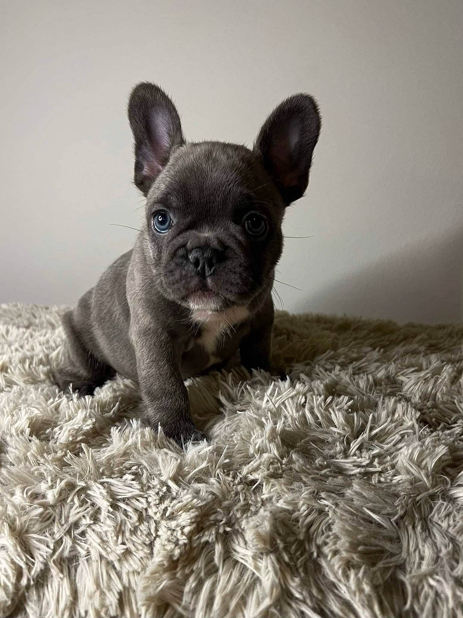 Cooper is registered to the contest to win money with this photo: bulldog, canidae, carnivore, companion_dog, dog, dog_breed, ear, eye, fawn, fur, grass, head, liver, monochrome_photography, snout, sporting_group, terrestrial_animal, toy_dog, whiskers, working_animal