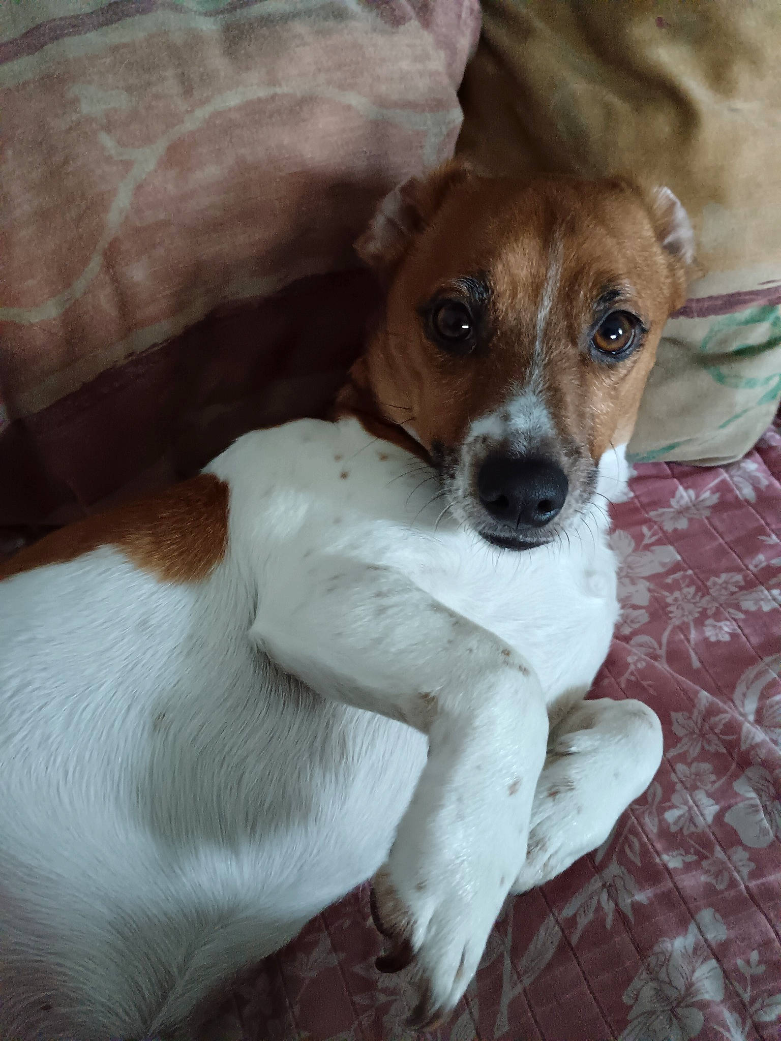 Rio participe au concours pour gagner de l'argent avec cette photo : canidae, carnivore, comfort, companion_dog, dog, dog_breed, fawn, fur, irishjacks, non_sporting_group, paw, snout, sporting_group, terrestrial_animal, whiskers, working_animal