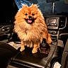 Susana Vital is registered to the contest to win money with this photo: dog, pomeranian, pet, car_interior, center_console, perfume_bottle, valentino, fluffy, happy, tongue_out, seat, dashboard, night, luxury, smiling, fur, animal, domestic_animal, indoor, cute