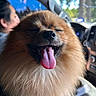 Susana Vital joined the competition — help win amazing prizes! dog, pomeranian, tongue_out, fluffy, pet, animal, car_interior, happy, smiling, closeup, fur, canine, companion, portrait, vehicle, seat, window, sunlight, person, blurred_background