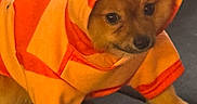 Susana Vital joined the competition — help win amazing prizes! dog, puppy, hoodie, orange, costume, pet, cute, small_dog, animal, indoor, leather_couch, clothing, ears, face, fur, sitting, adorable, portrait, pet_clothing, cozy