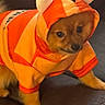 dog, puppy, hoodie, orange, costume, pet, cute, small_dog, animal, indoor, leather_couch, clothing, ears, face, fur, sitting, adorable, portrait, pet_clothing, cozy