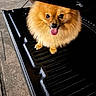 dog, pomeranian, animal, pet, fluffy, tongue_out, hat, cowboy_hat, bench, metal, outdoor, night, cute, small_dog, fur, portrait, sitting, animal_face, paw, pet_accessory