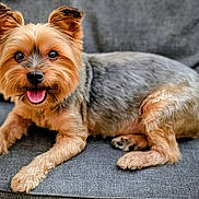 Inzo a rejoint le concours — aidez-le/la à gagner de superbes lots ! animal, canine, chair, companion, cushion, cute, dog, ears, eyes, friendly, fur, indoor, paw, pet, relaxed, sitting, small_dog, smiling, tongue_out, yorkshire_terrier