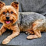animal, canine, chair, companion, cushion, cute, dog, ears, eyes, friendly, fur, indoor, paw, pet, relaxed, sitting, small_dog, smiling, tongue_out, yorkshire_terrier