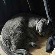 Azur participe au concours pour gagner de l'argent avec cette photo : animal, cat, cozy, curled_up, curtain, cute, domestic_cat, feline, fur, gray_cat, indoor, nap, pet, quiet, relaxed, resting, shadow, sleeping, soft_light, wooden_floor