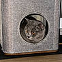 Azur a rejoint le concours — aidez-le/la à gagner de superbes lots ! animal, basket, cat, cat_house, cozy, cube, curious, cute, domestic, fabric, feline, gray_cat, home, indoor, looking_out, orange_eyes, pet, resting, texture, wood_floor