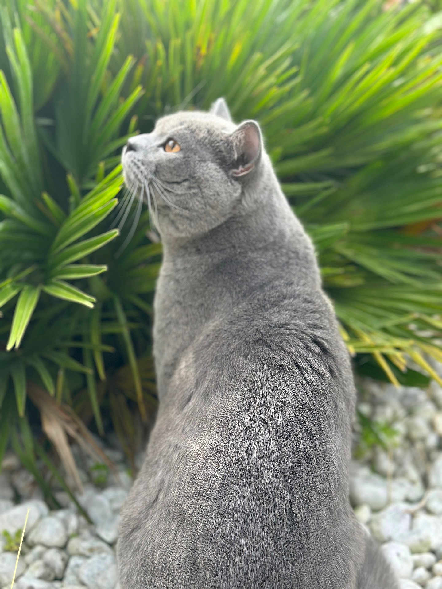 Azur