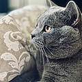 Horia H.