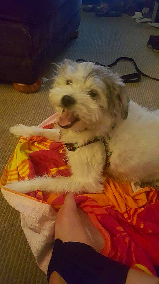 Baker is registered to the contest to win money with this photo: canidae, carnivore, companion_dog, coton_de_tulear, dog, dog_breed, kyi_leo, lhasa_apso, maltepoo, maltese, mammal, petit_basset_griffon_vendeen, puppy, rare_breed_dog, schnoodle, shih_tzu, sporting_lucas_terrier, tibetan_terrier, toy_dog, vertebrate