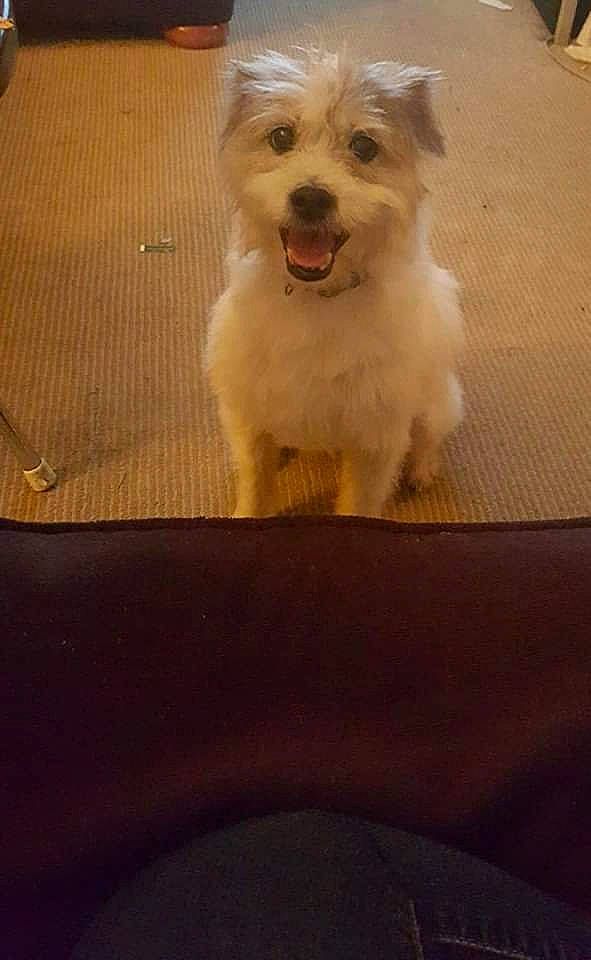 Baker joined the competition — help win amazing prizes! bichon, bolonka, canidae, carnivore, companion_dog, coton_de_tulear, dog, dog_breed, havanese, maltepoo, maltese, mammal, morkie, puppy, rare_breed_dog, schnoodle, sporting_lucas_terrier, toy_dog, vertebrate, west_highland_white_terrier