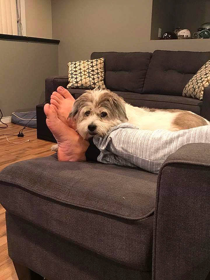 Baker joined the competition — help win amazing prizes! border_terrier, canidae, carnivore, cavachon, comfort, companion_dog, couch, dog, dog_bed, dog_breed, furniture, mammal, morkie, puppy, puppy_love, sporting_group, west_highland_white_terrier