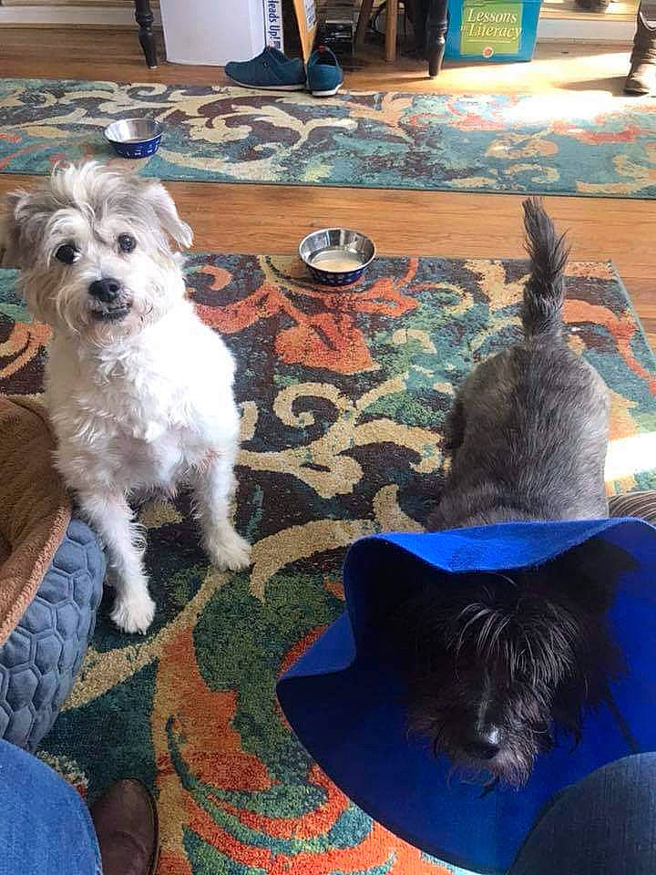 Baker joined the competition — help win amazing prizes! cairn_terrier, canidae, carnivore, companion_dog, dog, dog_breed, glen_of_imaal_terrier, mammal, morkie, puppy, schnauzer, schnoodle, small_terrier, sporting_group, sporting_lucas_terrier, standard_schnauzer, terrier, tibetan_terrier, vertebrate, west_highland_white_terrier