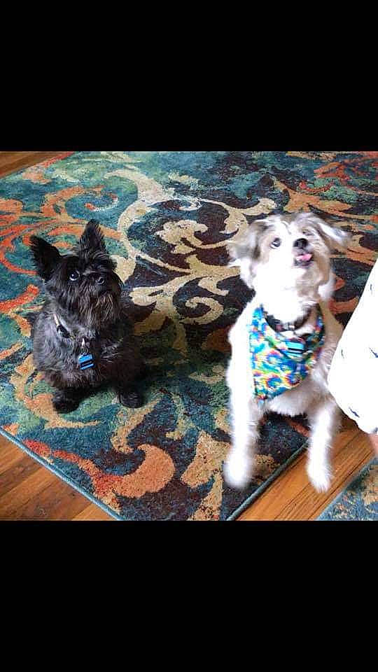 Guinness is registered to the contest to win money with this photo: cairn_terrier, canidae, carnivore, dog, dog_breed, mammal, rare_breed_dog, sporting_group