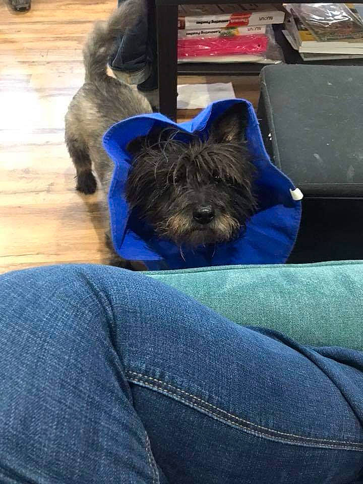 Guinness joined the competition — help win amazing prizes! affenpinscher, australian_terrier, cairn_terrier, canidae, carnivore, companion_dog, dog, dog_breed, glen_of_imaal_terrier, mammal, norwich_terrier, puppy, rare_breed_dog, scottish_terrier, small_terrier, snout, sporting_group, terrier, toy_dog, yorkshire_terrier