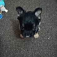 Destiny is registered to the contest to win money with this photo: puppy, dog, black_dog, small_dog, portrait, sitting, carpet, indoor, pet, animal, ears, face, eyes, looking_at_camera, toys, playroom, floor, cute, companion_animal, photography