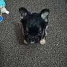 puppy, dog, black_dog, small_dog, portrait, sitting, carpet, indoor, pet, animal, ears, face, eyes, looking_at_camera, toys, playroom, floor, cute, companion_animal, photography