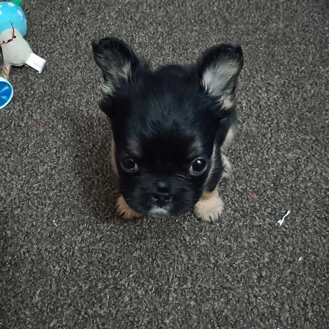 Destiny is registered to the contest to win money with this photo: puppy, dog, black_dog, small_dog, portrait, sitting, carpet, indoor, pet, animal, ears, face, eyes, looking_at_camera, toys, playroom, floor, cute, companion_animal, photography