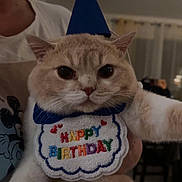 Tigrou a rejoint le concours — aidez-le/la à gagner de superbes lots ! cat, birthday, party_hat, bib, indoor, person, celebration, cute, fluffy, pets, animal, feline, closeup, portrait, costume, funny, home, light, smile, hand