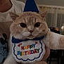 cat, birthday, party_hat, bib, indoor, person, celebration, cute, fluffy, pets, animal, feline, closeup, portrait, costume, funny, home, light, smile, hand