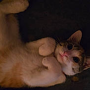 Babygirl is registered to the contest to win money with this photo: cat, pet, animal, cute, fur, whiskers, ears, paws, lying_down, looking, indoors, domestic, feline, closeup, sleepy, relaxed, tabby, white_fur, pink_nose, night