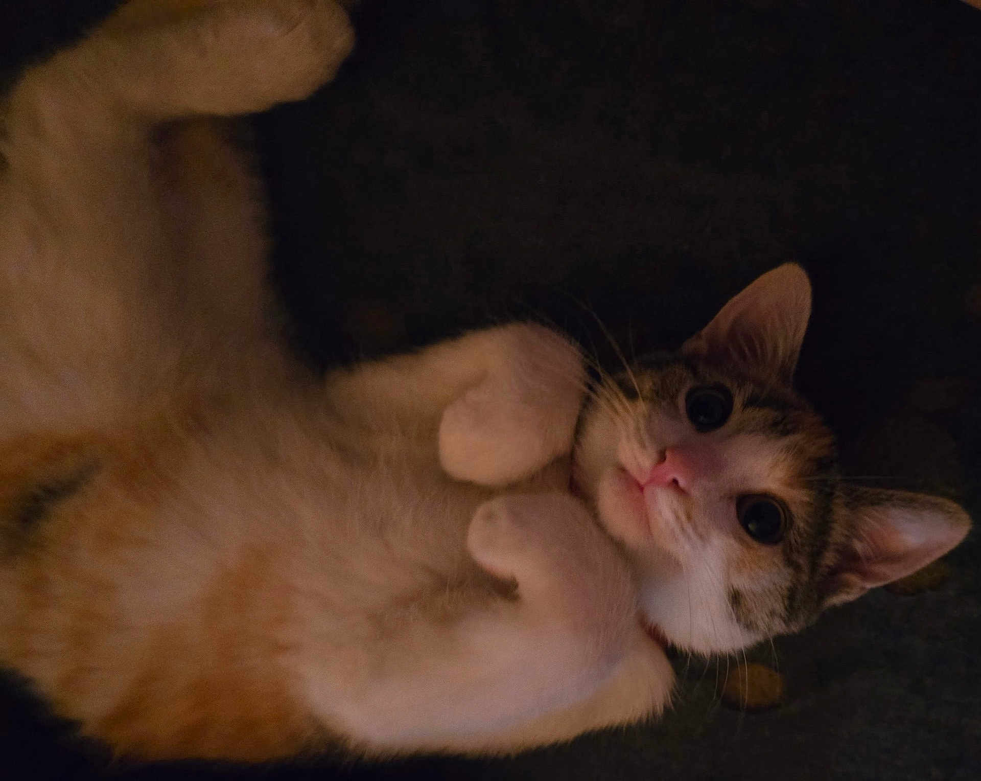 Babygirl is registered to the contest to win money with this photo: cat, pet, animal, cute, fur, whiskers, ears, paws, lying_down, looking, indoors, domestic, feline, closeup, sleepy, relaxed, tabby, white_fur, pink_nose, night