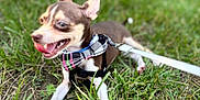 Remi joined the competition — help win amazing prizes! dog, small_dog, bowtie, harness, leash, grass, outdoor, pet, tongue_out, happy, canine, animal, nature, playful, ears_up, brown_and_white, closeup, summer, daylight, resting