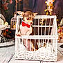Remi is registered to the contest to win money with this photo: dog, puppy, bow_tie, white_basket, wicker, indoor, decor, floral_background, cute, small_dog, pet, animal, curious, portrait, wooden_floor, white_cloth, sitting, ears_up, brown_and_white, adorable