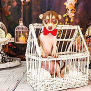 Remi is registered to the contest to win money with this photo: dog, puppy, bow_tie, wicker_basket, pet, animal, cute, small_dog, indoor, decor, floral_background, white_basket, red_bow, wooden_floor, tabletop, portrait, sitting, close_up, adorable, pet_photography