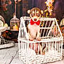 dog, puppy, bow_tie, wicker_basket, pet, animal, cute, small_dog, indoor, decor, floral_background, white_basket, red_bow, wooden_floor, tabletop, portrait, sitting, close_up, adorable, pet_photography