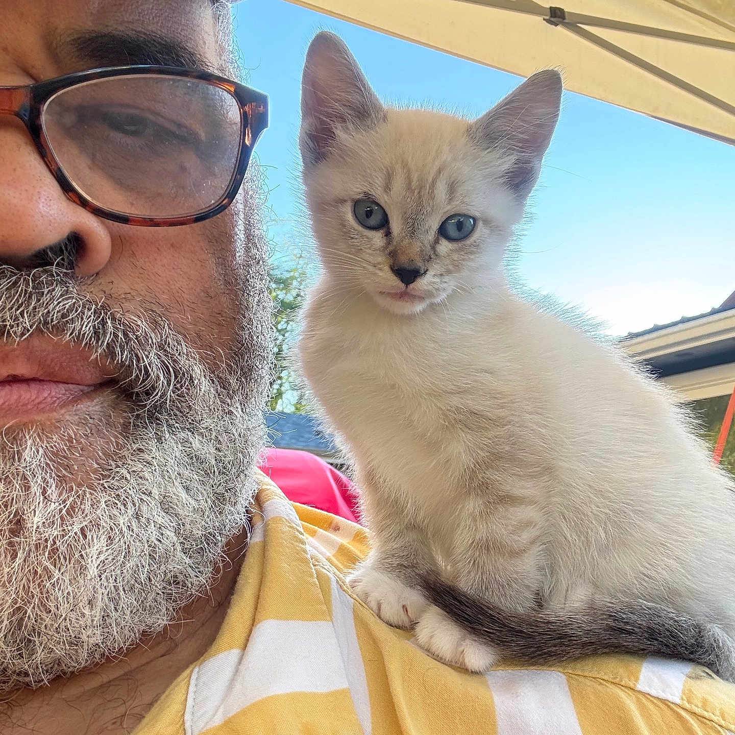 Ashley Harrison is registered to the contest to win money with this photo: man, beard, glasses, cat, kitten, shoulder, yellow_shirt, outdoor, sky, canopy, pet, closeup, portrait, animal, cute, furry, whiskers, face, casual, relaxing