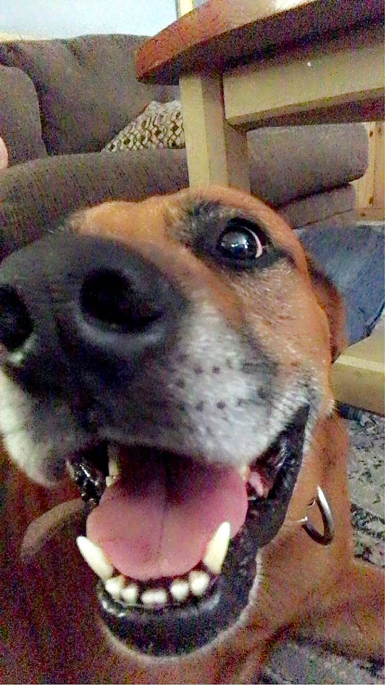 Grizzly is registered to the contest to win money with this photo: canidae, carnivore, collar, companion_dog, dog, dog_breed, dog_collar, dog_supply, ear, fawn, fur, leash, mammal, non_sporting_group, pet_supply, snout, sporting_group, whiskers, working_animal, working_dog