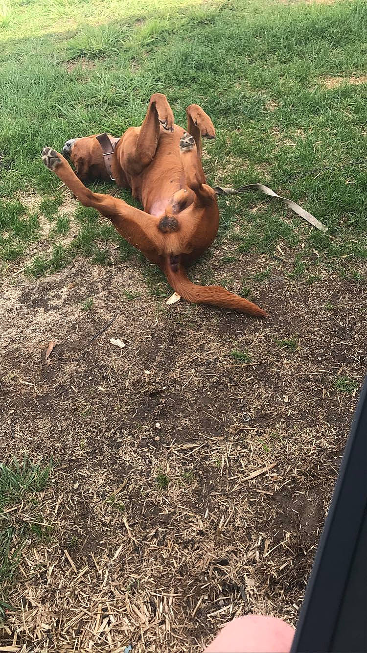 Grizzly joined the competition — help win amazing prizes! canidae, companion_dog, dog_breed, fawn, field, grass, groundcover, human_leg, liver, pasture, people_in_nature, plant, shadow, soil, sporting_group, terrestrial_animal, wildlife, wood, working_animal