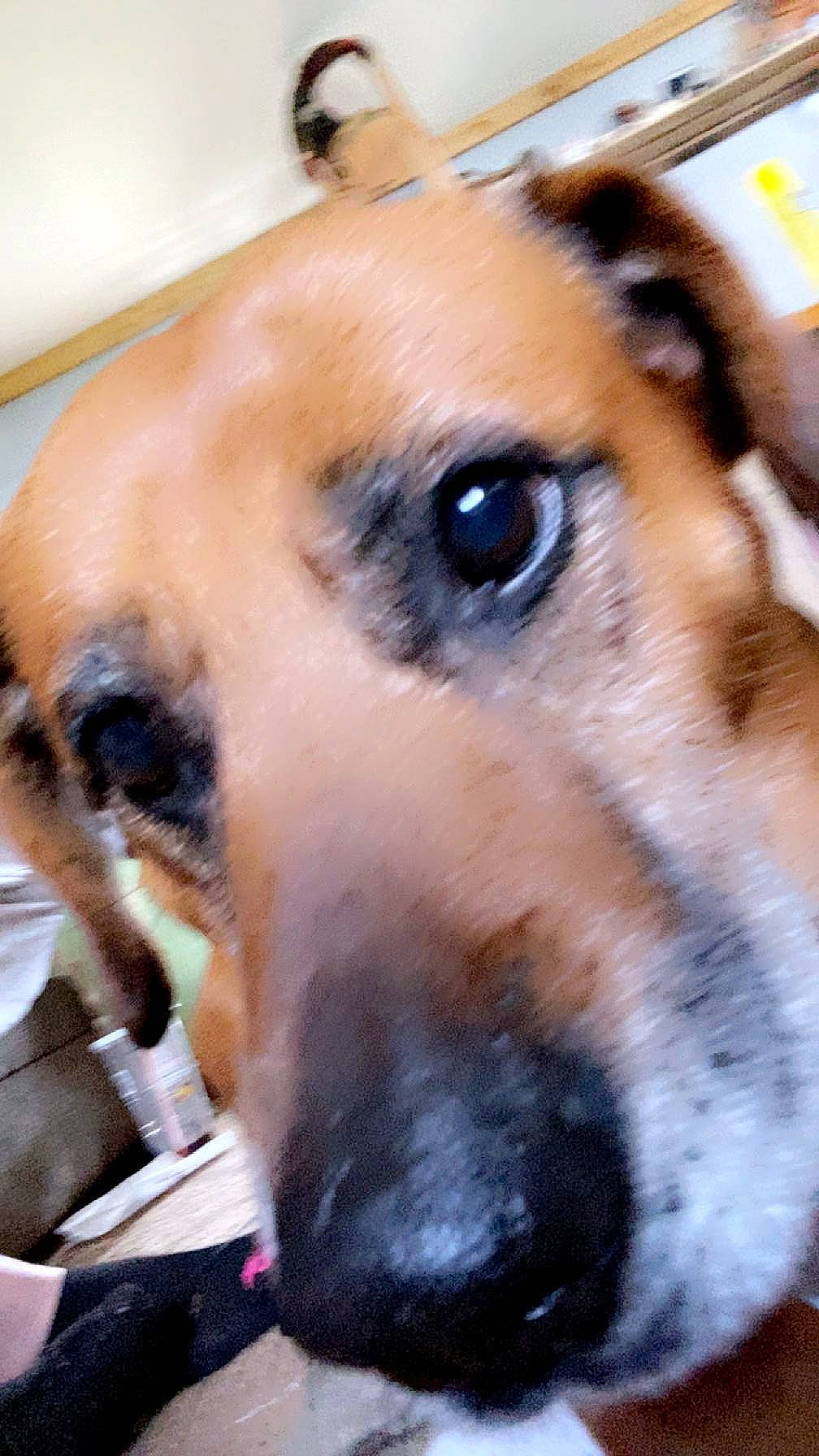 Grizzly joined the competition — help win amazing prizes! canidae, carnivore, collar, companion_dog, dog, dog_breed, dog_collar, eyelash, fawn, fur, guard_dog, jaw, non_sporting_group, snout, sporting_group, terrestrial_animal, whiskers, wildlife, working_animal, working_dog