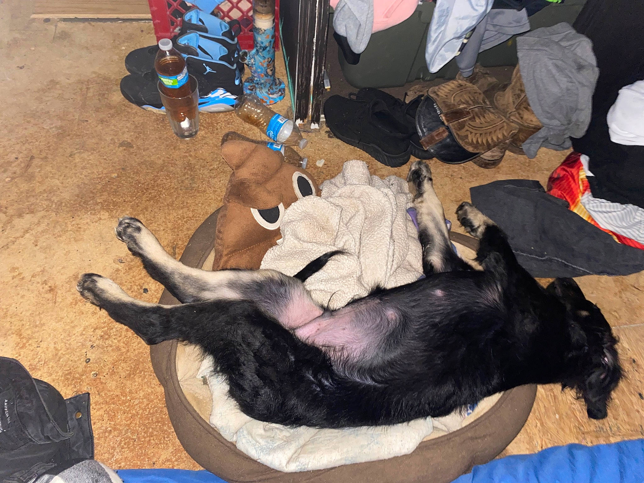 Sabbath is registered to the contest to win money with this photo: canidae, carnivore, comfort, companion_dog, dog, dog_breed, dog_supply, fawn, fur, guard_dog, hat, paw, sporting_group, tail, working_animal