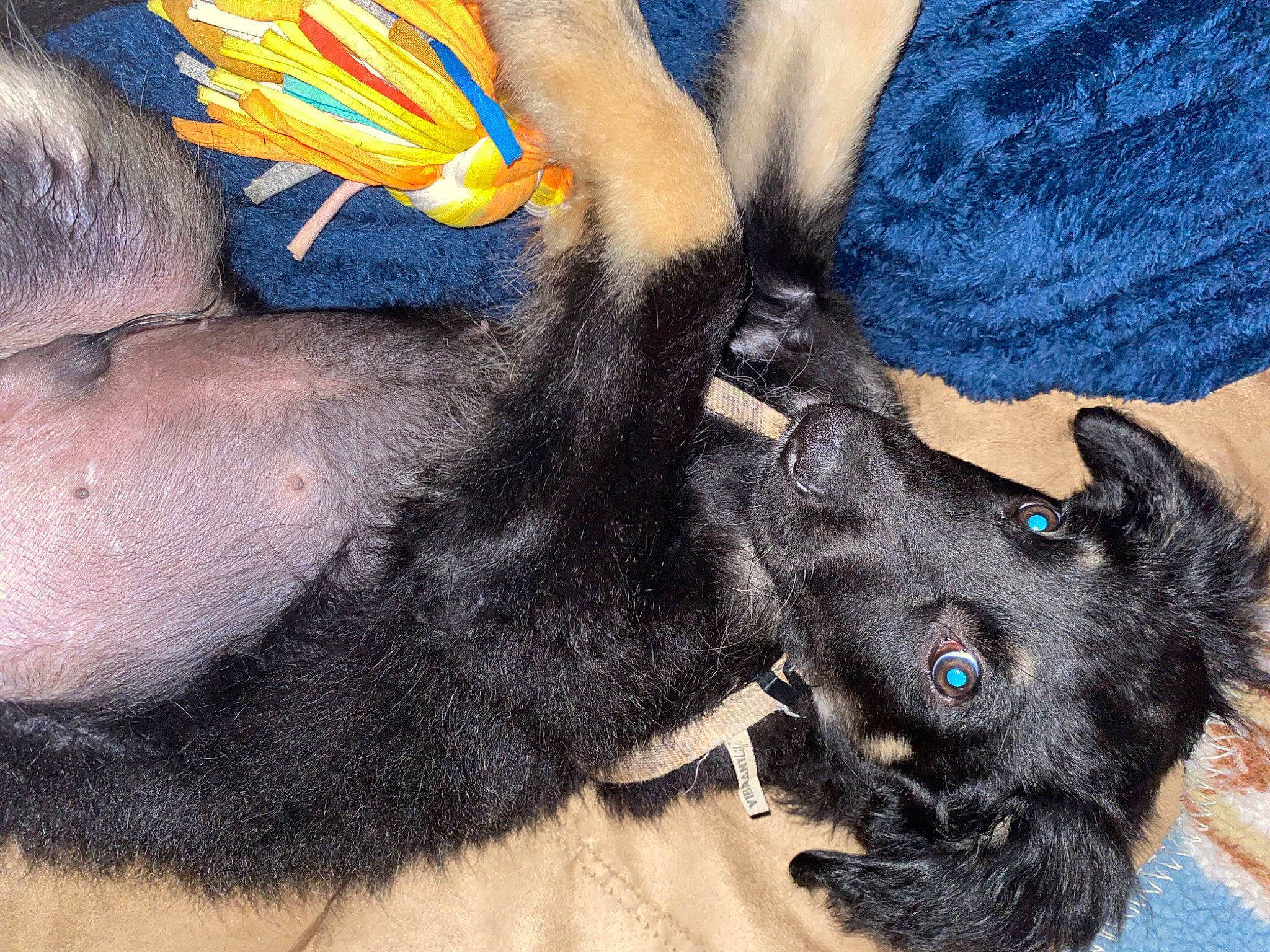 Sabbath joined the competition — help win amazing prizes! carnivore, collar, companion_dog, dog, dog_breed, dog_collar, dog_supply, electric_blue, fashion_accessory, fawn, foot, fur, gesture, human_leg, nail, paw, snout, tail, working_animal, wrist