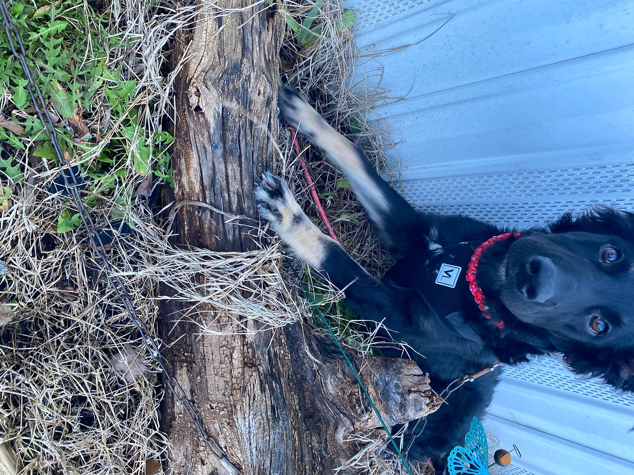 Sabbath joined the competition — help win amazing prizes! adventure, auto_part, automotive_exterior, automotive_tire, automotive_wheel_system, automotive_window_part, electric_blue, freezing, grass, motor_vehicle, plant, recreation, soil, sunglasses, tree, trunk, twig, vehicle_door, water, window